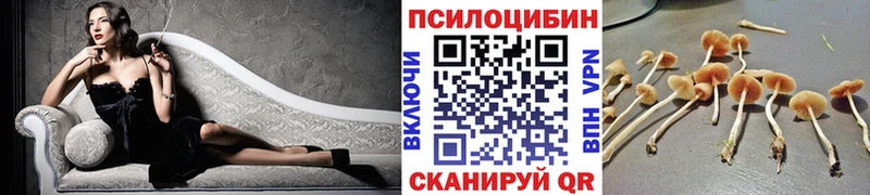 Псилоцибиновые грибы Psilocybe  Купить где  Лахденпохья 